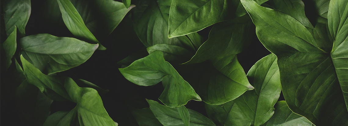 Sustainability Reports